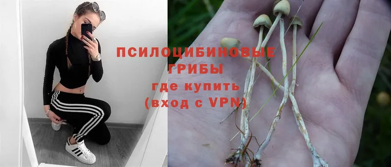 Псилоцибиновые грибы Psilocybe  магазин    Белореченск 